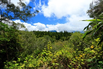 forest of belouve , circus of salazie , Reunion Island National Park, France , october 2016