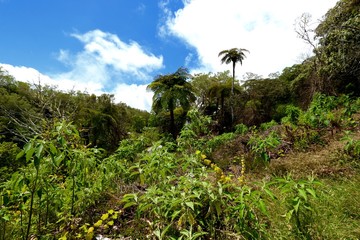 Fototapeta na wymiar forest of belouve , circus of salazie , Reunion Island National Park, France , october 2016