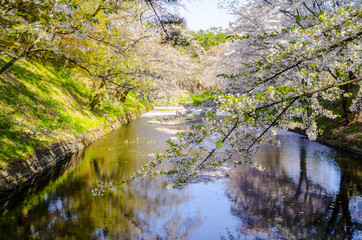 弘前公園の桜