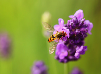Schwebfliege © Fineblick
