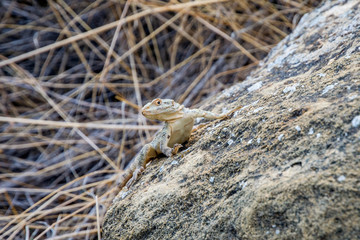 Lizard on the rock