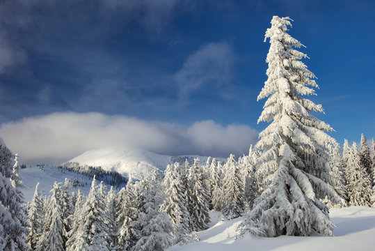 Fototapeta Winter in the Carpathian mountains