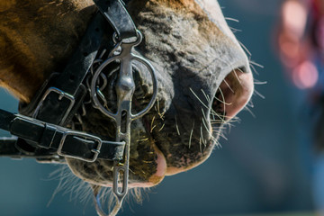 Portrait d'un cheval de trait.