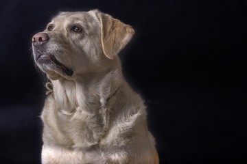 Labrador portrait