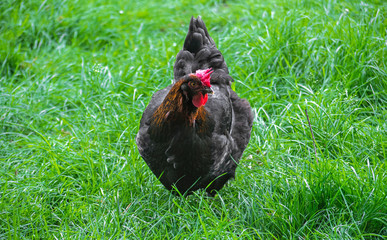 Beautiful Rooster on nature background
