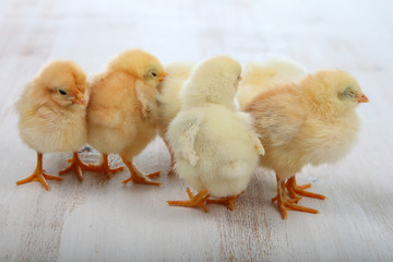Fluffy little yellow chickens on a  wooden background. Card for