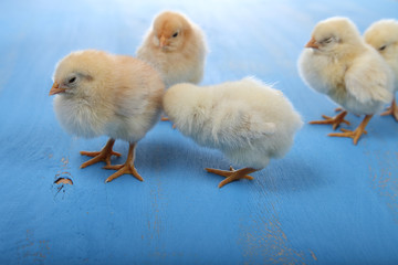 Fluffy little yellow chickens on a blue wooden background. Card