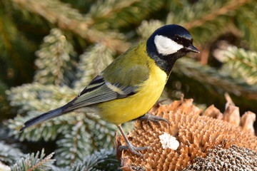 great tit and feeder with seeds and sunflower