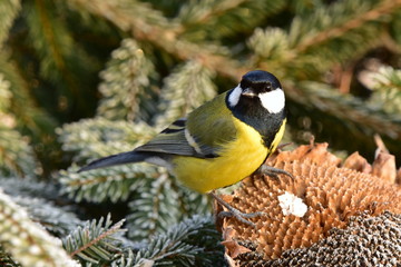 great tit and feeder with seeds and sunflower
