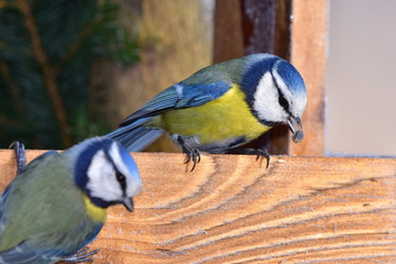 blue tit during winter birdwatching
