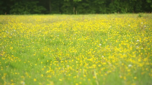 Dreamy field of butter cups