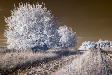 infrared landscape