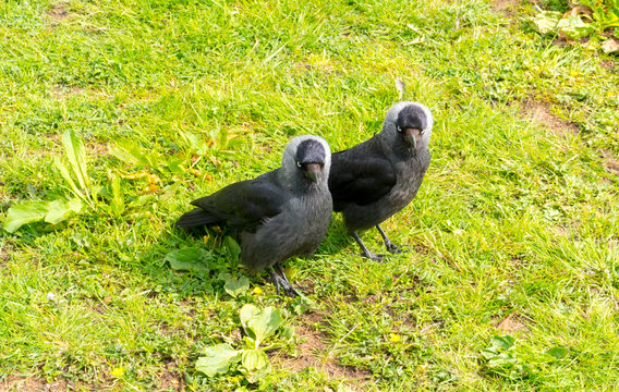 Couple of Jackdaws are inseparable on the grass verge near bala lake.