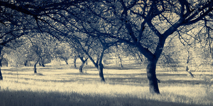 Fototapeta infrared photography  landscape  park  garden 