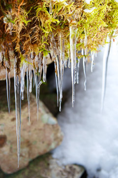 icicles
