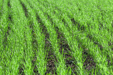 green shoots of wheat on farmer field in spring