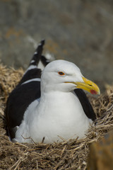 Seagull Nesting