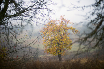 Fototapeta premium autumn trees and fog
