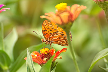 orange butterfly on a flower 
