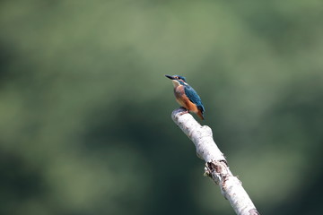 カワセミ,ブッホウソウ目カワセミ科カワセミ属