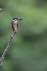 カワセミ,ブッホウソウ目カワセミ科カワセミ属