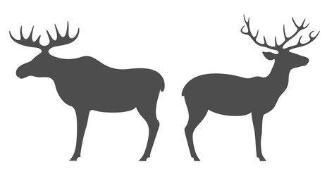 Elk. Deer