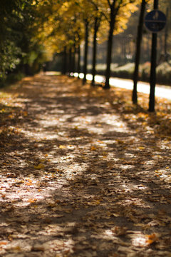 Autumn Alley At Ostpark Grafenberg Duesseldorf 