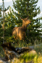 Elk in Yellowstone National Park