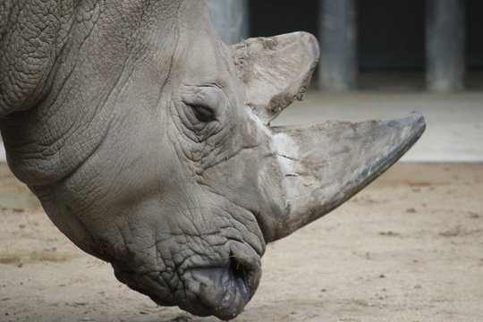 รูปภาพNashorn – เลือกดูภาพถ่ายสต็อก เวกเตอร์ และวิดีโอ7,825 | Adobe Stock