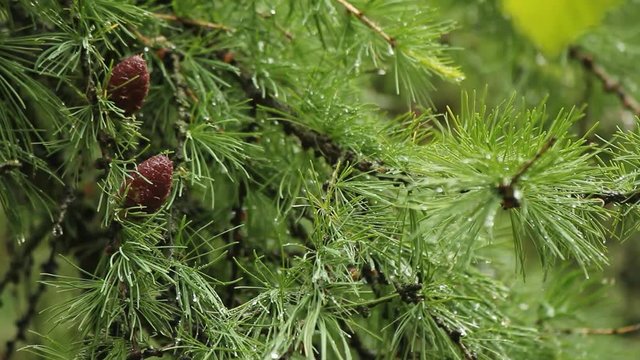 Green pine branch with the young pine cones after the rain. Natural background.