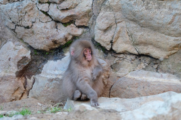 子猿　　地獄谷にて
