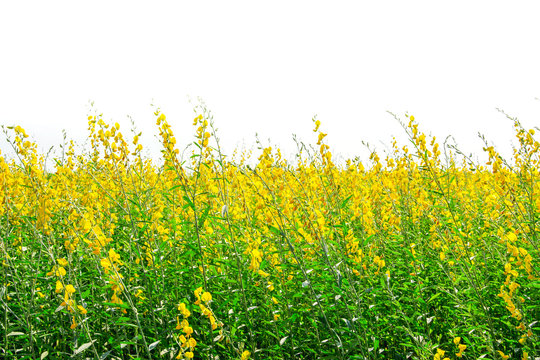 field of yellow Crotalaria flowers on white sky background