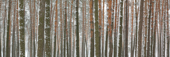Snow covered pine trees in winter forest. Winter forest panorama. Outdoor woods nature landscape at cold day. Cold day in snowy winter forest. Beautiful winter panorama.