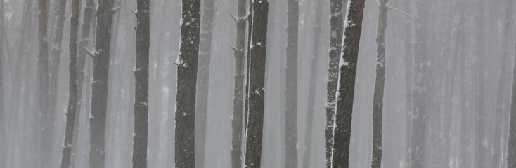 Snow covered pine trees in winter forest. Winter forest panorama. Outdoor woods nature landscape at cold day. Cold day in snowy winter forest. Beautiful winter panorama.