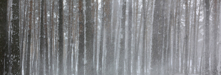 Snow covered pine trees in winter forest. Winter forest panorama. Outdoor woods nature landscape at cold day. Cold day in snowy winter forest. Beautiful winter panorama.