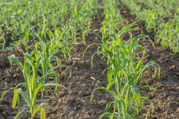 young green corn field in agricultural garden