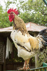 rooster on a fence singing