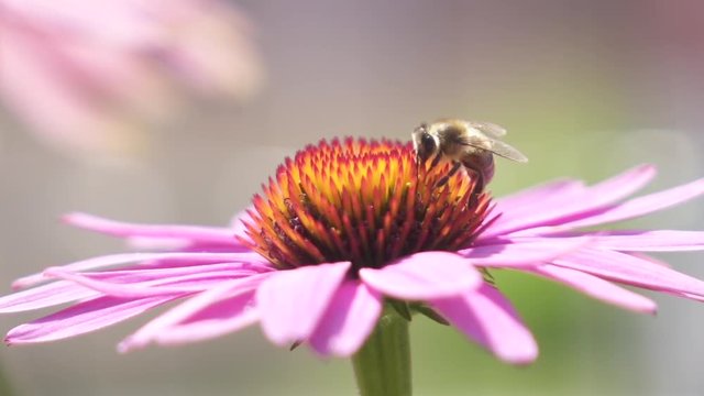 Slow motion close up bee collecting honey and pollen from blossoming flower