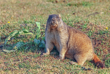 cute furry marmots