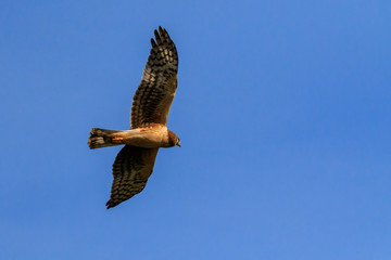 Northern Harrier