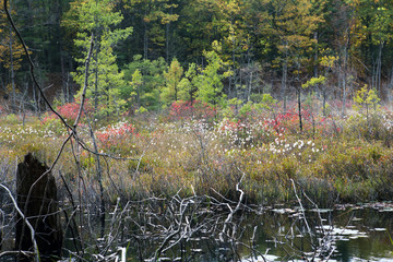 Walden Pond forest