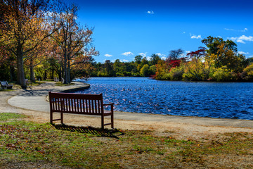 The Bench by the Lake