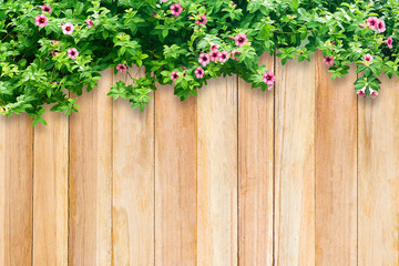 leaves on a wooden wall. green liana on a wooden fence. backgrou