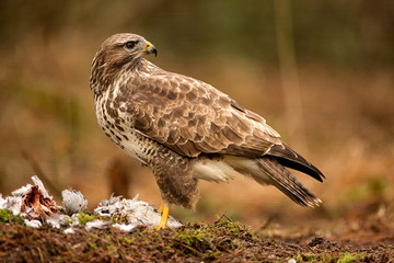 Buzzard