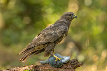 Buzzard