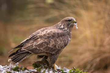 Buzzard