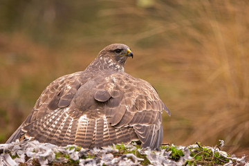 Buzzard