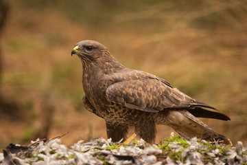 Buzzard