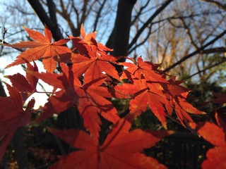 Fototapeta premium 紅葉