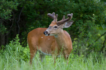 Naklejka na ściany i meble White-tailed deer buck with velvet antlers in spring in Ottawa, Canada